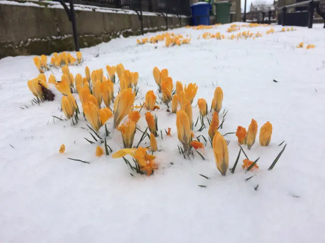 Crocuses