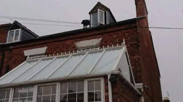 Dog on roof being rescued