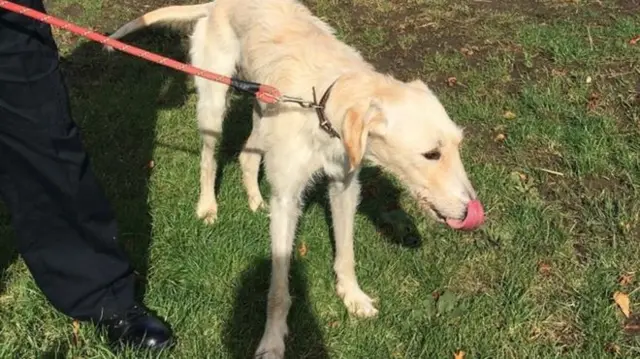 Spencer the hare coursing dog