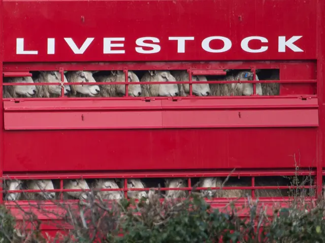 Sheep in a lorry