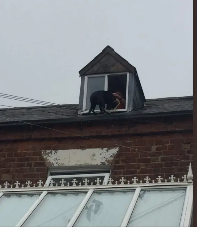 Dog being rescued off a roof