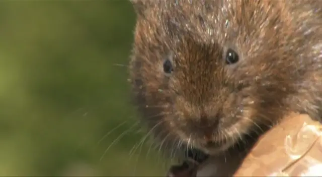 Water vole