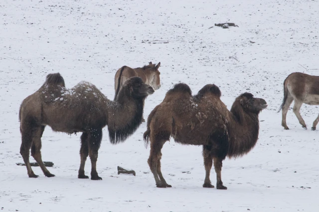 Camels in freezing conditions at Knowsley Hall