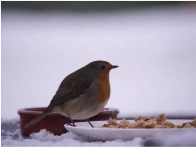 Robin