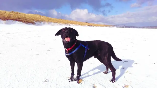 Dog in snow