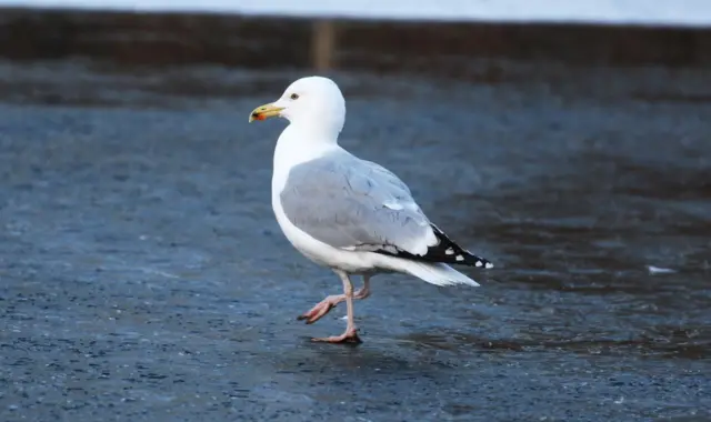 Bird on ice