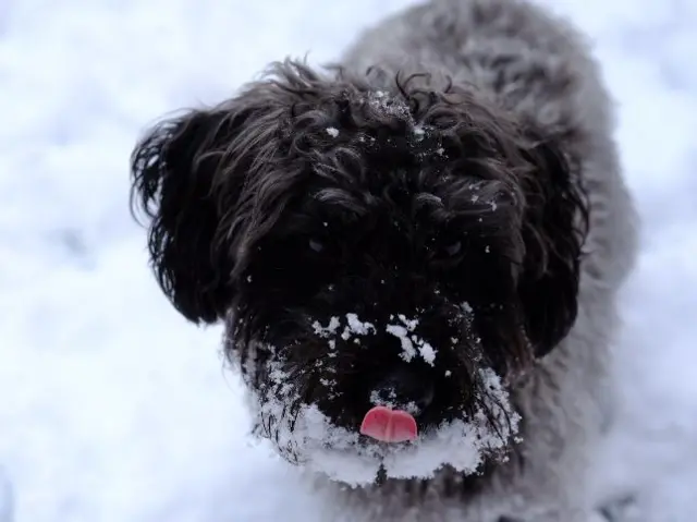 Snowdog