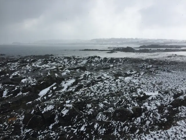 Guernsey in snow