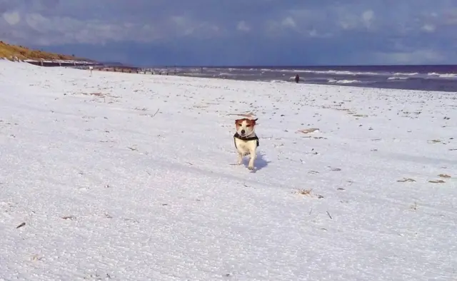 Dog running in snow