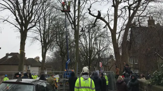 Man climbs tree