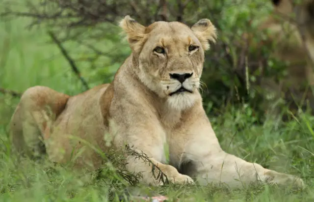 : A lioness waits in the grass in the Kruger National Park in Malelane, South Africa.