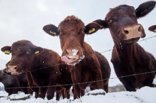 Cows peer over a fence in Denby Dale, West Yorkshire