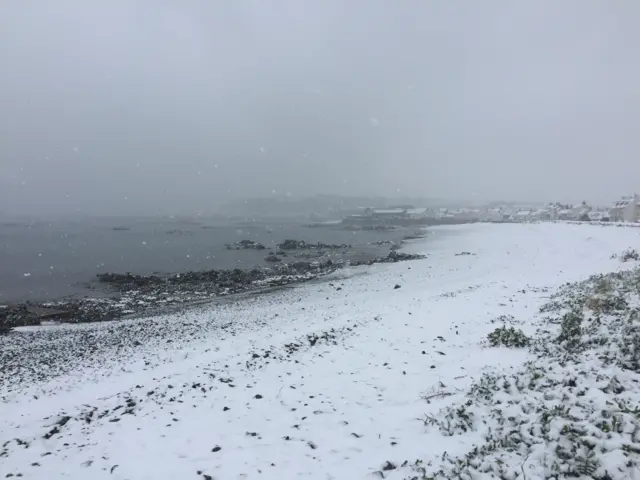 Guernsey in snow