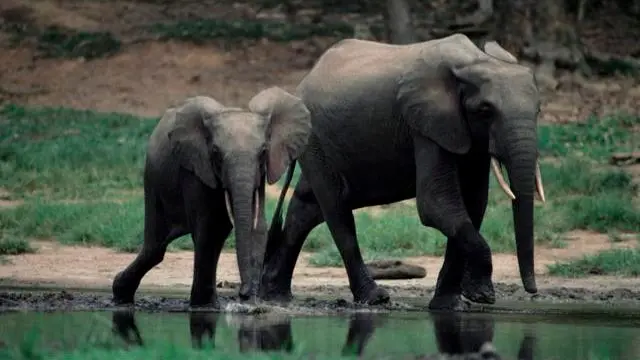 Forest elephants