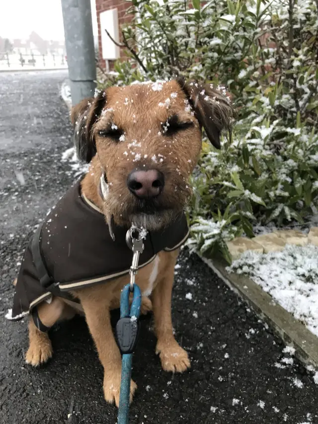 A picture of a small terrier in th  snow.