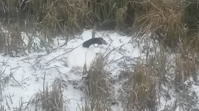 Swan in the snow