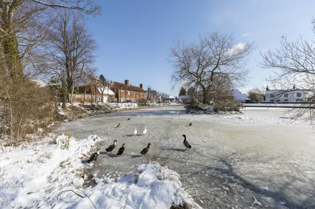 ducks on a frozen lake