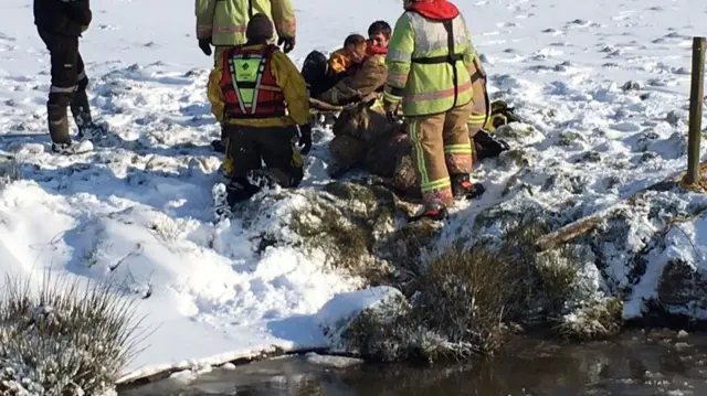 Firefighters around rescued sheep and lambs.