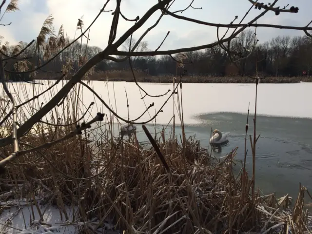 Swans on water