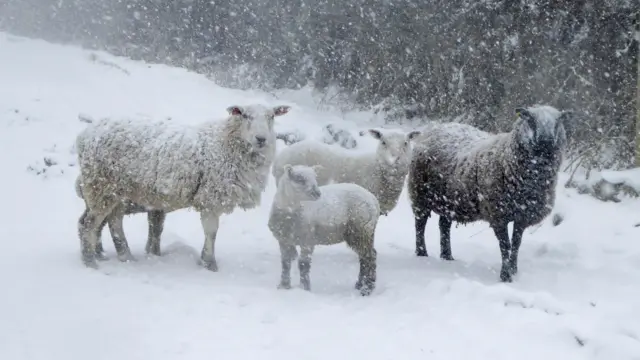 Sheep in Heanor in the snow