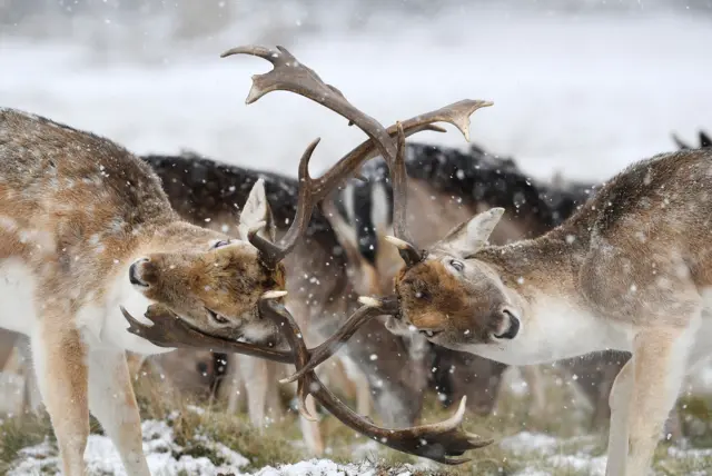 Deers rutting in Richmond Park