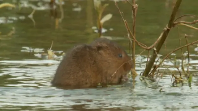 Water vole