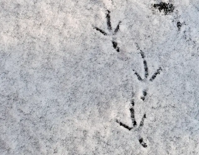 Hitchin bird tracks in snow