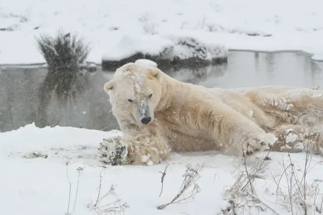 Polar bear