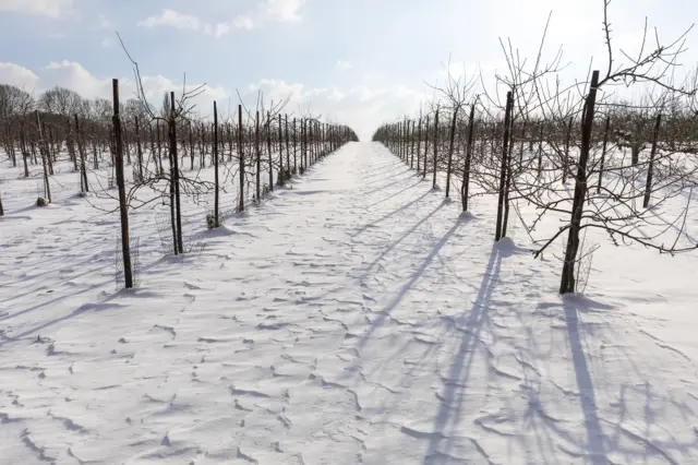 bare vines in the snow