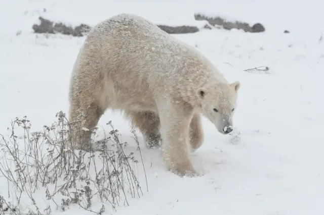 Polar bear