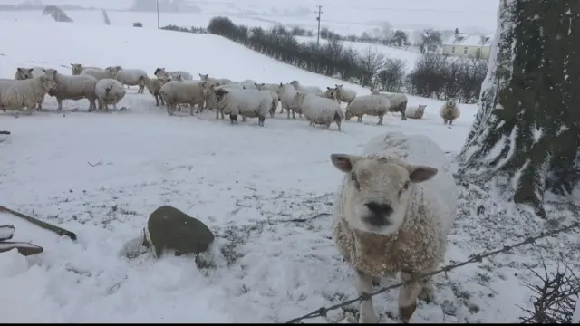 Sheep near Ecclefechan