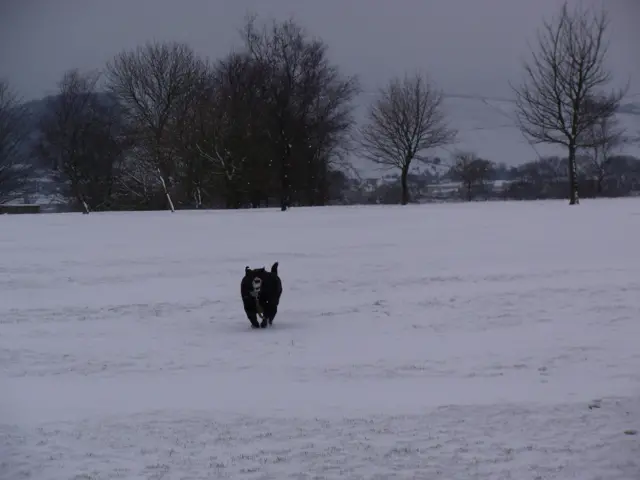 Dog running in the snow