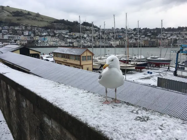 Snow in Kingswear