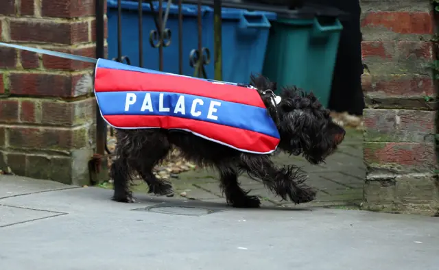 Crystal Palace dog