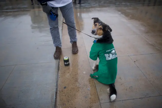 A dog wearing Philadelphia Eagles colours