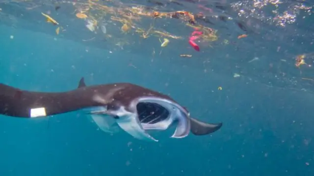 Manta ray, a giant of the ocean, swimming amongst plastic