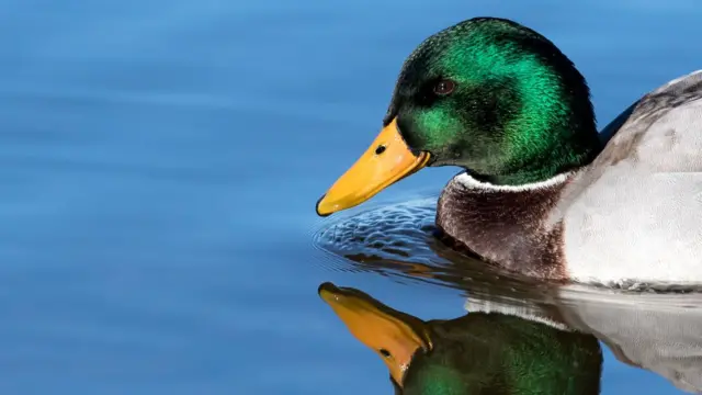 Mallard duck