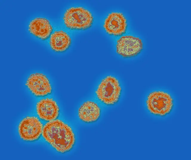 The Lassa Virus is the causative agent of Lassa Fever, an important hemorrhagic disease of West Africa.