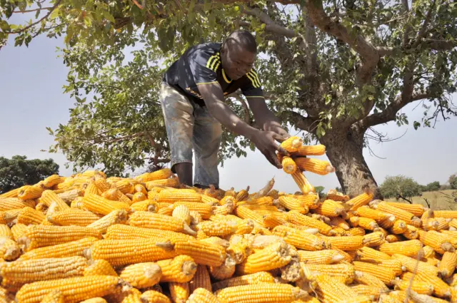 A man harvests maize in the village of Kodjan, some 60 kilometers west of Bamako, on November 6, 2015.