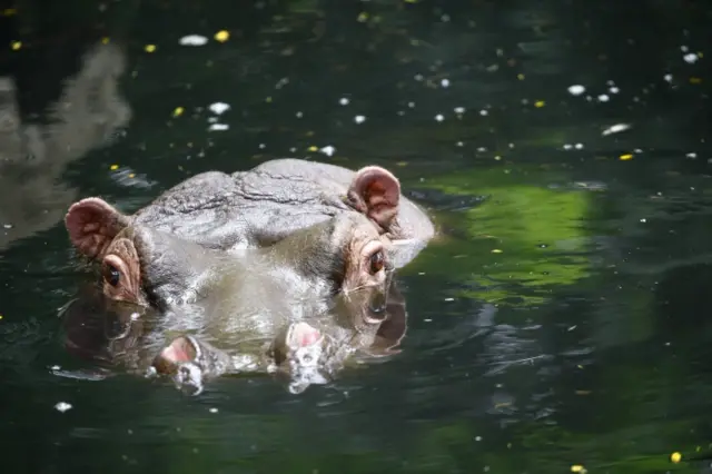 A submerged Hippo is seen a the Joburg Zoo in Johannesburg, South Africa, 11 January 2018