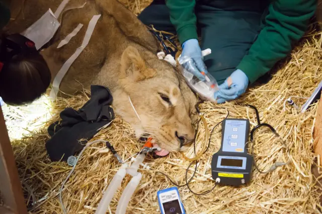 Five-year-old Asiatic lioness Maliya