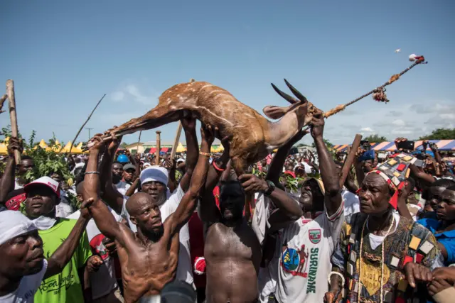 Hunters return to town with a bushbuck during the Aboakyer Festival parade in Winneba on May 6, 2017. The festival is a celebration of the Efufu people and consists of hunting a bushbuck. The festival is believed to have originated about 300 years ago when Efutu people occupied their present home along the coast.