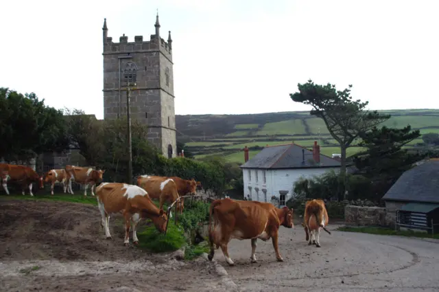 Cows in a village in Cornwal