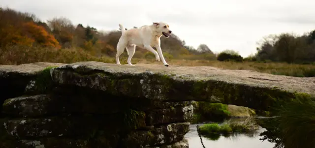 Dog in Devon