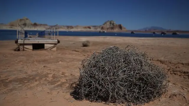 Tumbleweed