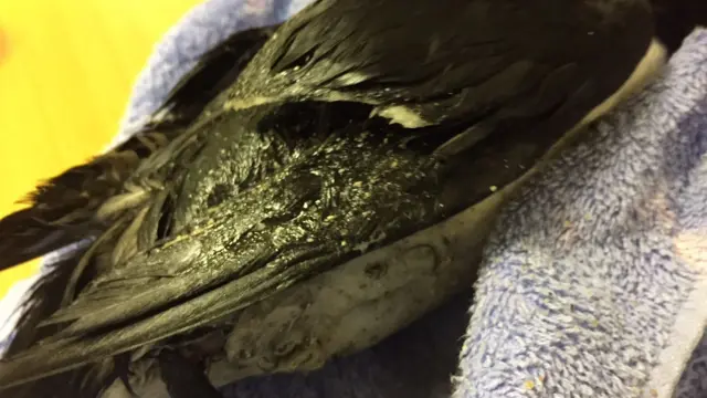 A bird covered in a sticky substance