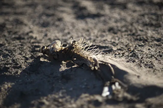 A picture taken on May 10, 2017 shows a dried out fish lying on the sand at Theewaterskloof Dam, which has less than 20% of it's water capacity, near Villiersdorp, about 108Km from Cape Town.