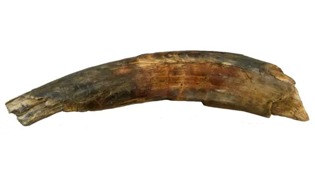 wolly mammoth tusk