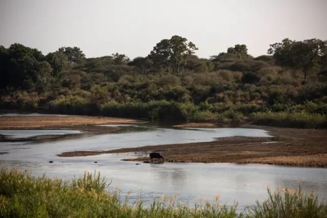 A Hippopotamus walks across the Sabie River in Krugar National Park on July 7, 2013 in Lower Sabie, South Africa.