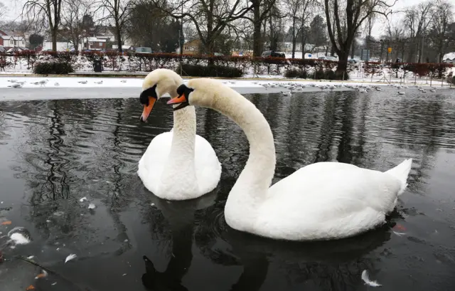 Swans on the River Gade